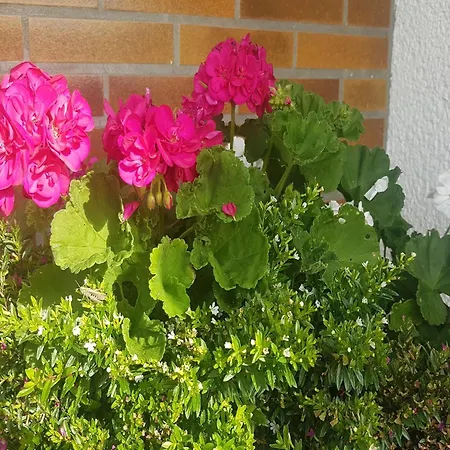Gemuetliche In Wissinghausen , Cleaning Included *